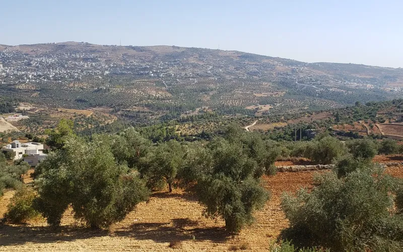 كروم الزيتون قرب عجلون