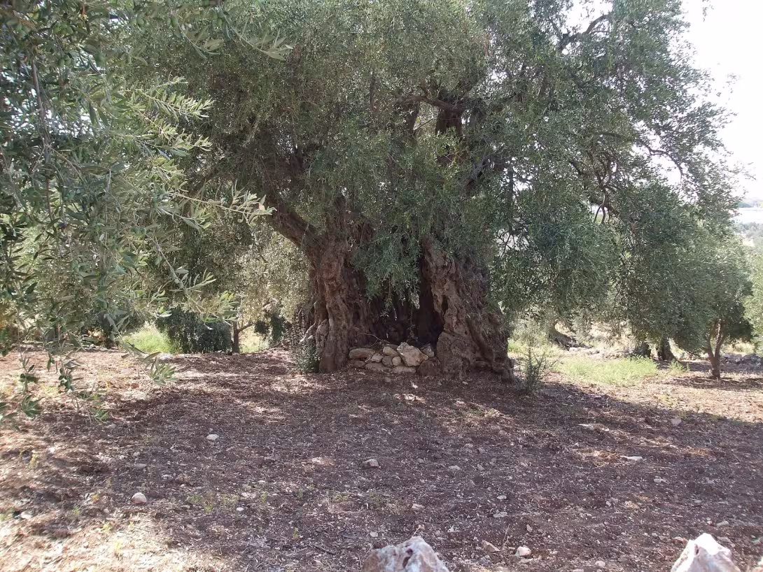 لقاء مع مزارعي الزيتون حول موسم القطاف